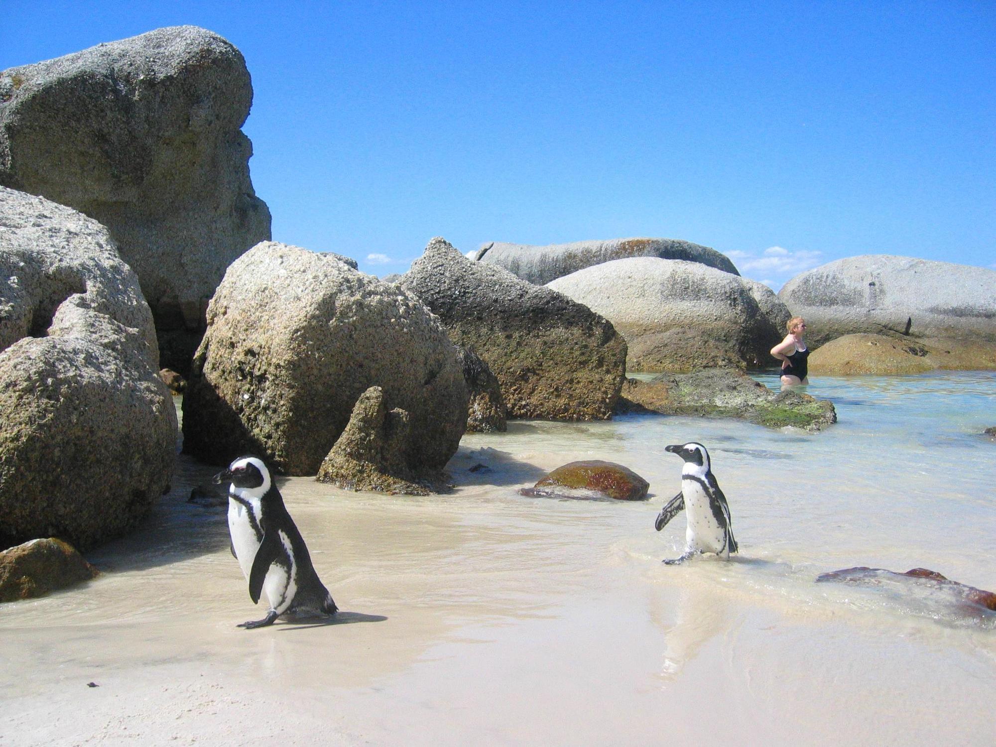 ホテル Penguinden - Load-Shedding Free Simonʼs Town エクステリア 写真